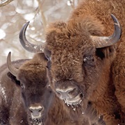 Bison