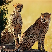 Cheetahs