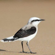Masked Water-Tyrant (Fluvicola Nengeta)