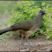 Plain Chachalaca