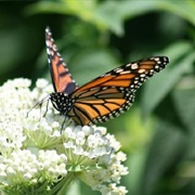 Count Your Blessings