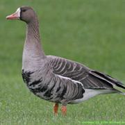 Greater White-Fronted Goose