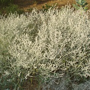 Kapok Bush (Aerva Javanica)