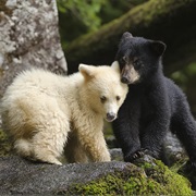 Explore the Great Bear Rainforest, BC