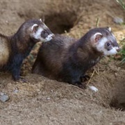 European Polecat