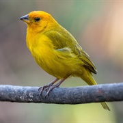 Saffron Finch (Sicalis Flaveola)