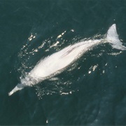 Indo-Pacific Beaked Whale