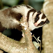 Chestnut-Striped Opossum