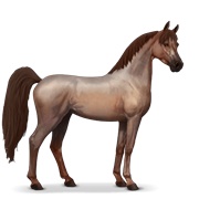 Arabian Horse - Strawberry Roan