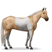 Paint Horse - Palomino Tobiano