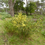 Coastal Wattle (Acacia Sophorae)