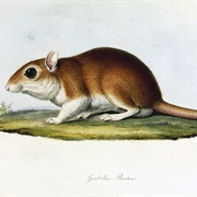 Burton's Gerbil