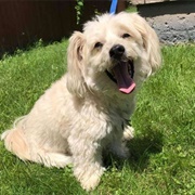 Treat Your Pet to a Grooming Session