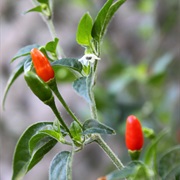 Pequin Pepper