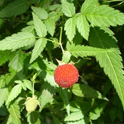 Roseleaf Bramble (Rubus Rosifolius)