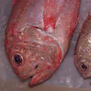 Orange Roughy