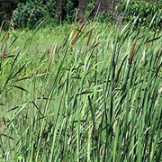 Typha Elephantina