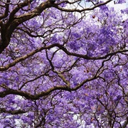Jacaranda Tree