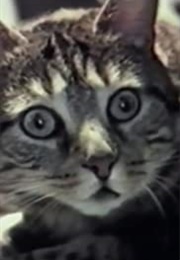 Chat Écoutant La Musique (1990)