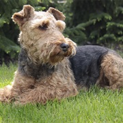 Welsh Terrier