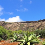Koko Crater Botanical Garden