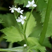 East Asian Wildparsley (Cryptotaenia Japonica)