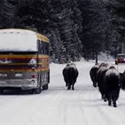 Visit Yellowstone NP in the Winter