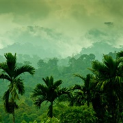 South East Asia Forest