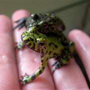 Frog or Toad