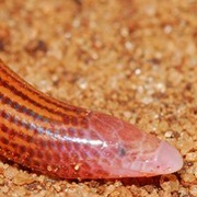 Sakalava Legless Skink