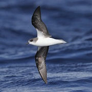 Fea's Petrel