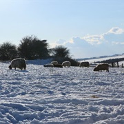 Ditchling Beacon, South Downs