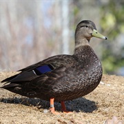 Black Duck