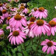 Coneflower