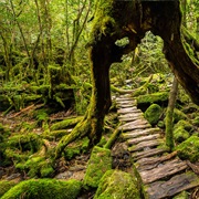 Yakushima Mononoke Forest