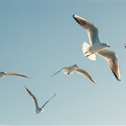 Seagulls