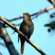 Common Nightingale