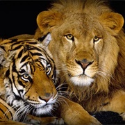 Pet a Lion / Tiger