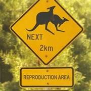 Do Not Disturb Kangaroos