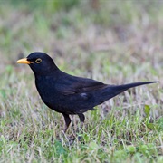 Eurasian Blackbird