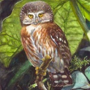 Pernambuco Pygmy Owl