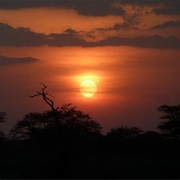 Safari in Serengeti NP, Tansania