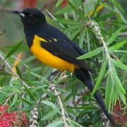 Black-Vented Oriole
