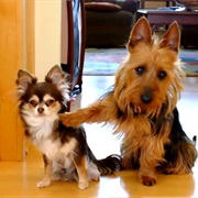 Blamed It on the Dog