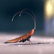 Cockroach