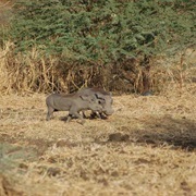 Dinder National Park