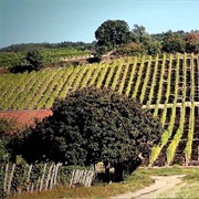 Tokaji Világörökségi Borvidék