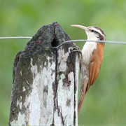 Narrow-Billed Woodcreeper (Lepidocolaptes Angustirostris)