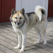Greenland Dog