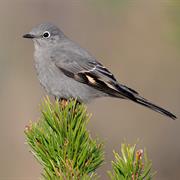 Townsend's Solitaire